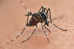 Casos de dengue continuam aumentando no Paraná