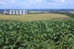 IAP e Crea atuarão juntos na fiscalização ambiental
