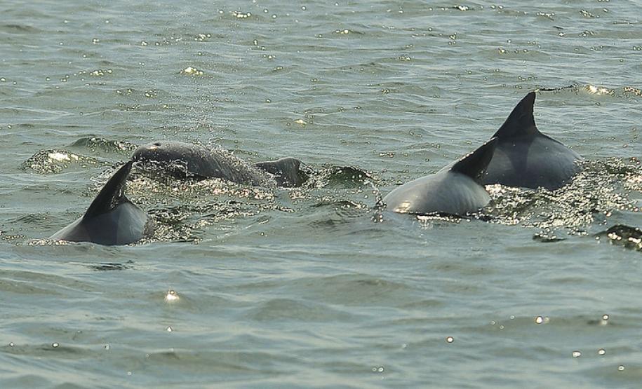 Porto de Paranaguá celebra 58 mil ações ambientais